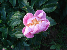 Kinsui 2.JPG