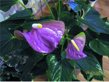 �������� ���������.jpg