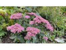 ������ ����