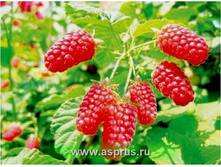 ������ �������� 120���..jpg