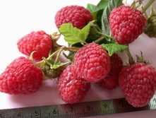 ������ ������ (��������� ������) 120���..jpg