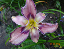 DSC01003.JPG