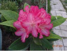 Rhododendron Yakushimanum Leuchtfeuer ����������� ������������ ���������