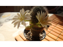 ������� albiflora ( N104)