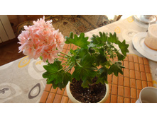 Goldshill (�������)