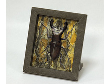 243_���_40 ���.