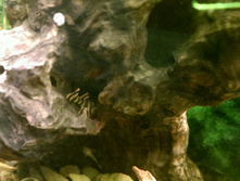 ���ԣ�, L-080