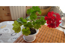 Solo(IVI- ������)