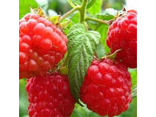 ������ ��������.jpg