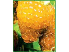 ������ ������� ������.jpg