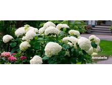 ��������� ��������.jpg