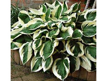 ����� �������.jpg