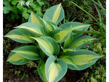 ����� ����.jpg