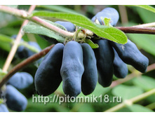 ��������� ���������� 23.jpg