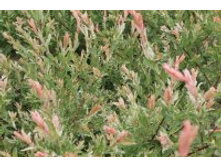 ��� ������������� ������-������.jpg