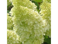 ��������� ����������� Magical Candle.jpg