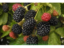 ������� �������.jpg