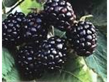 ������� �����.jpg