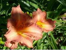 �������� �������.jpg