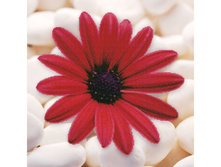 7005-3d. ���� ������.jpg