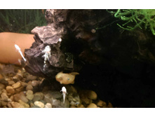 ������������� �������