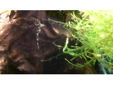 ��� �� ������ �������)