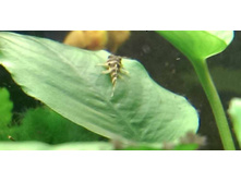 ������� L-080