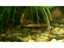 ����� L-080