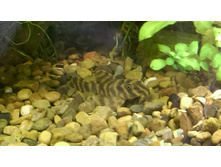 ������� L-080