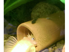 L-144 �������� � ���������� ��������