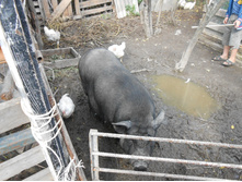 DSCN0739.JPG