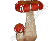 231���. 12110  ��� �������� (���������)21�15��.png