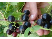 ��������� ������ ������ ������� 50���..jpg