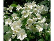 ������ 50���..jpg