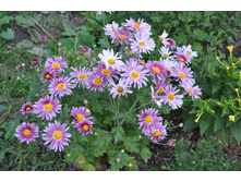 ���������� ������� �������