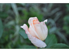 ���������� ����