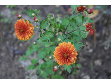 ���������� ��������� �����