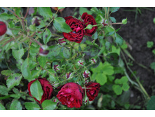 ����������