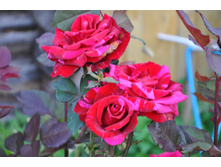 �������� �����-�����