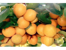 ������� ������� 230�.