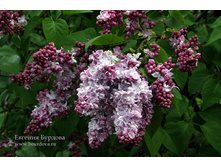 ������ ������� ������