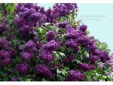 ������ �����