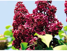 ������ ������� ������ 250�.jpg