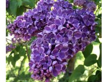 ������ ������ ������ 250�.jpg