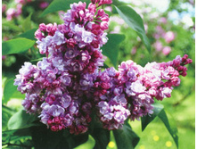 ������ ���������� ����������� 250�.jpg