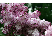 ������ ��������� 250�.jpg