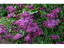 ������ ���� �� ���� 250�.jpg