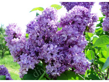 ������ ������ � ������ 250�.jpg