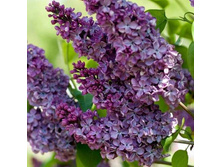 ������ ���������� 250�.jpg