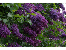 ������ ������� 250�.jpg